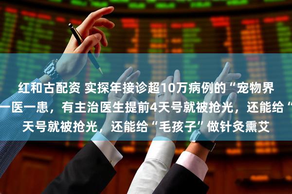 红和古配资 实探年接诊超10万病例的“宠物界协和”：教授坐诊、一医一患，有主治医生提前4天号就被抢光，还能给“毛孩子”做针灸熏艾